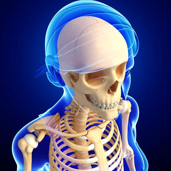 Skelett eines menschlichen Kopfes — Stockfoto