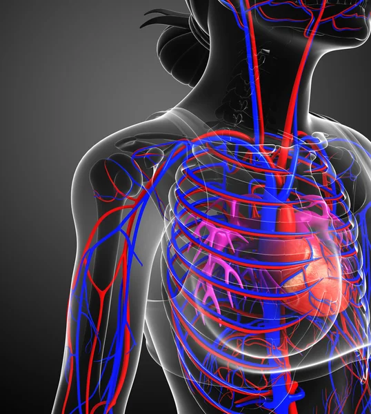 Corazón femenino circulatorio — Stok fotoğraf