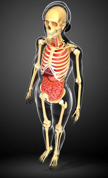 Жіночий скелет і травна система — стокове фото
