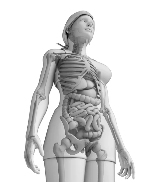 Digestive system of female anatomy — Stock Image Digestive system of female anatomy Stock Image