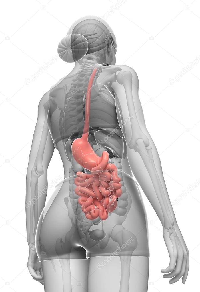 Small intestine anatomy of female