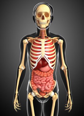  erkek iskeleti ve sindirim sistemi