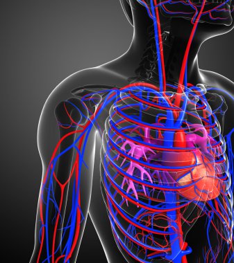 erkek kalp dolaşım sistemi