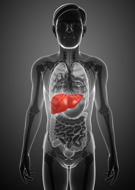 Male liver anatomy