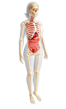 dişi iskeleti ve sindirim sistemi