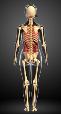 dişi iskeleti ve sindirim sistemi