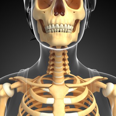Boyun iskelet resmi