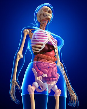 dişi iskeleti ve sindirim sistemi