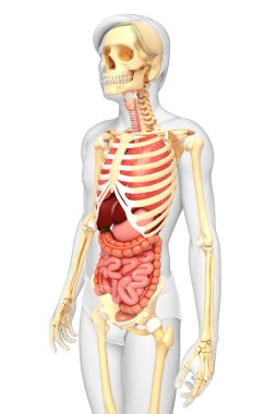  erkek iskeleti ve sindirim sistemi