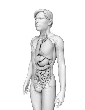 erkek anatomisi, sindirim sistemi