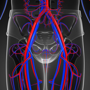 Pelvic girdle circulatory system clipart