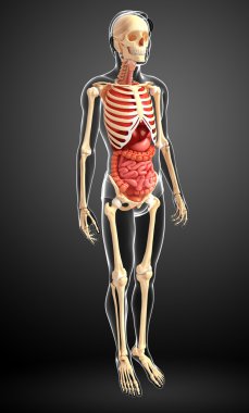  erkek iskeleti ve sindirim sistemi