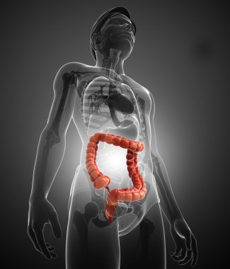 kalın bağırsak erkek anatomisi