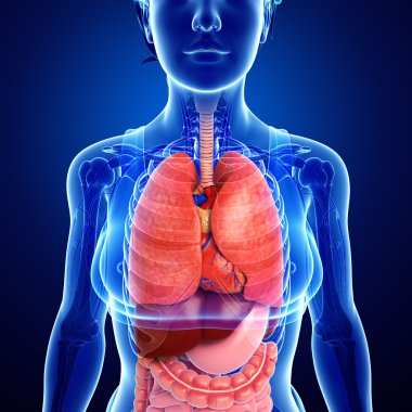 kadın sindirim sistemi resmi