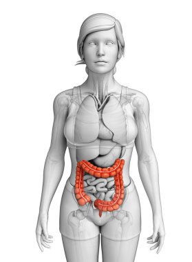 Female large intestine anatomy clipart