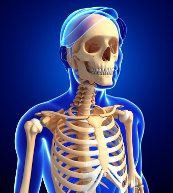 İnsan iskeleti anatomisi