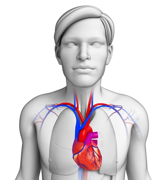 Mannelijke hart anatomie — Stockfoto