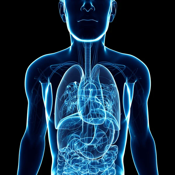 Imágenes de ststem respiratorio de rayos X masculinos — Foto de Stock