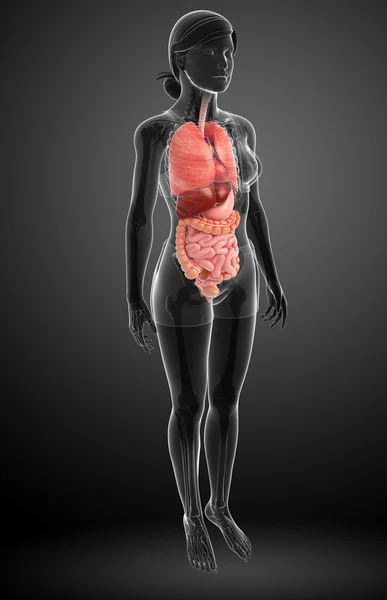 Female digestive system artwork — Stock Photo, Image