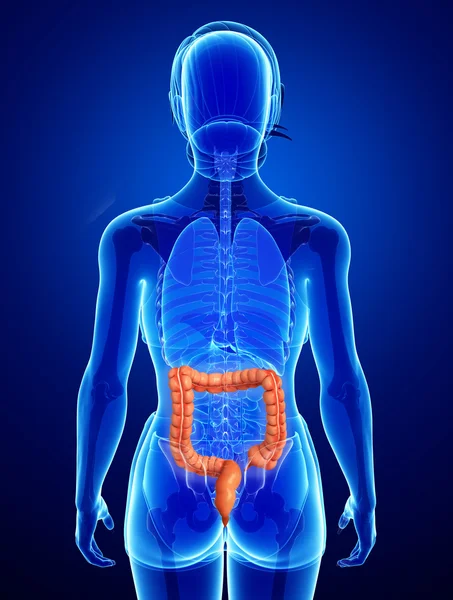 Anatomía del intestino grueso femenino — Foto de Stock
