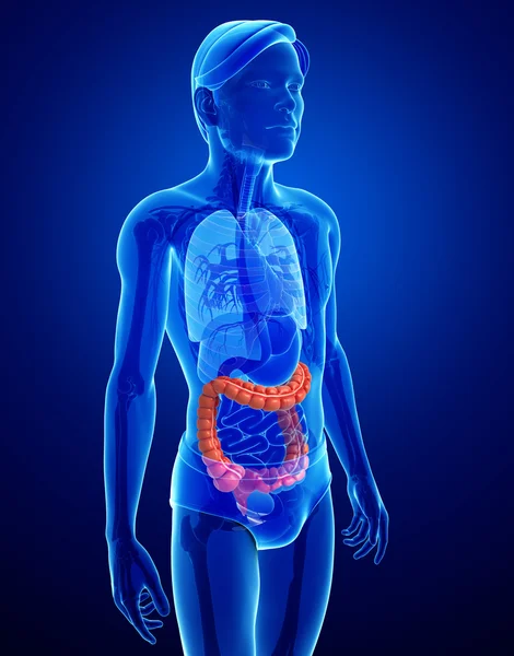 Anatomia do intestino grosso masculino — Fotografia de Stock