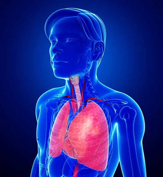 Anatomie van de mannelijke longen — Stockfoto