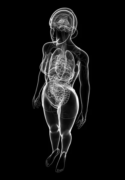 Female x-ray digestive and nervous system artwork — Stock Photo, Image