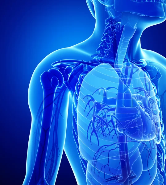 Mannelijke x-ray respiratoire ststem illustraties — Stockfoto