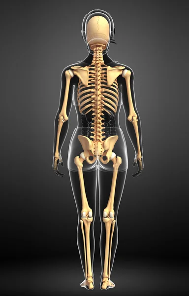 Human skeleton back view — Stock Photo, Image