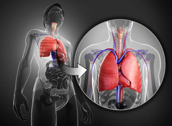 Manliga lungorna anatomi — Stockfoto