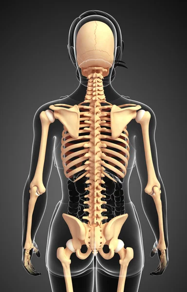 Esqueleto humano visão traseira — Fotografia de Stock