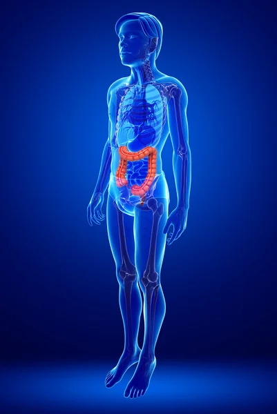Anatomía del intestino grueso masculino —  Fotos de Stock