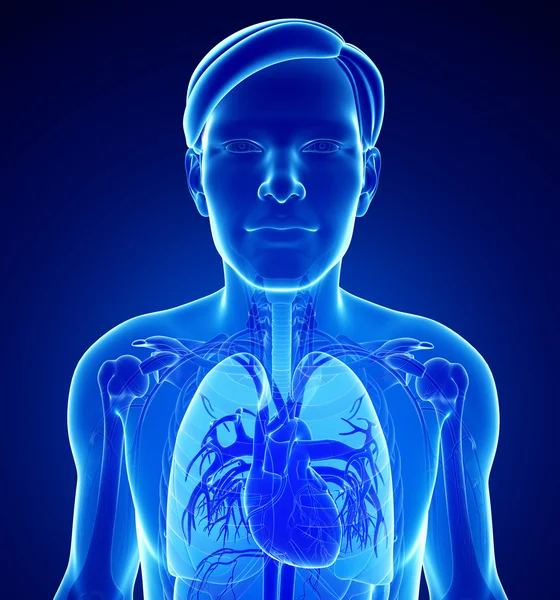 Male x-ray respiratory ststem artwork — Stock Photo, Image