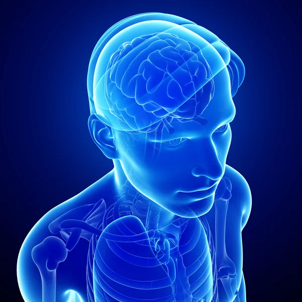 Anatomía cerebral de rayos X masculina ilustraciones — Foto de Stock