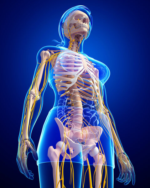 Human skeleton side view