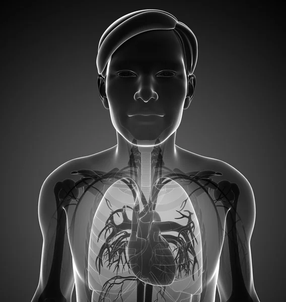 Mannelijke x-ray respiratoire ststem illustraties — Stockfoto