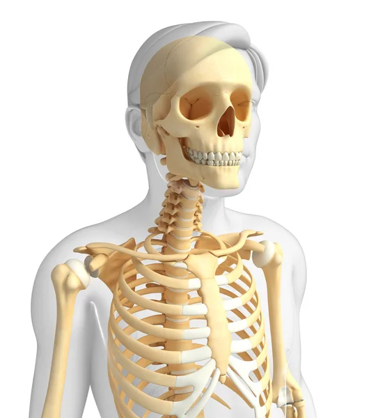 Скелет анатомії людини — стокове фото