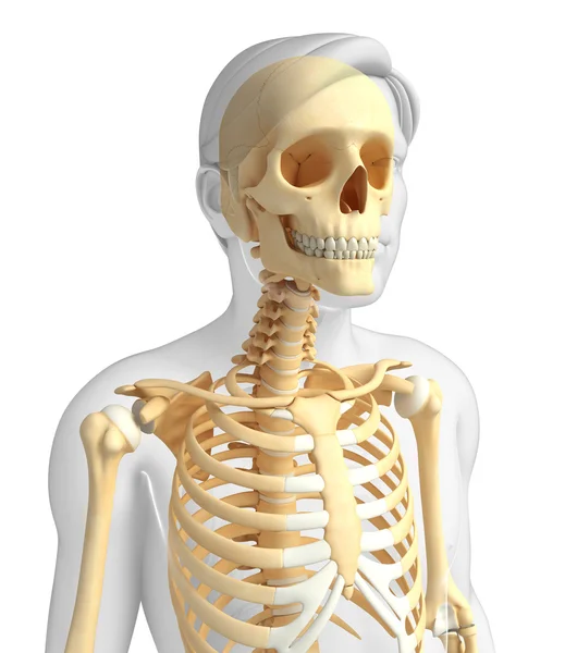 Anatomía del esqueleto humano — Foto de Stock