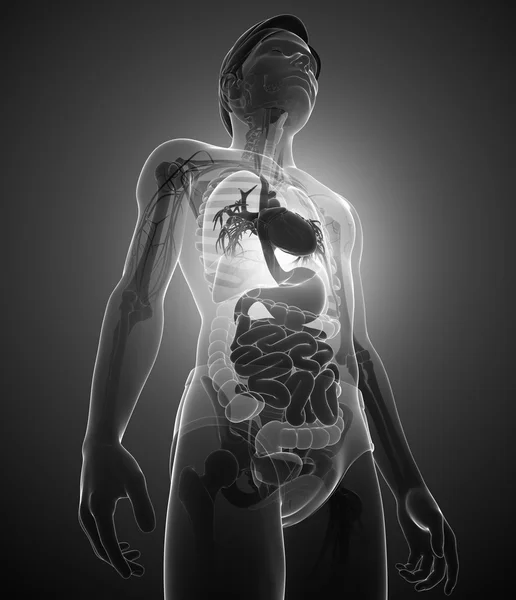 Sistema digestivo de raios-X de arte corporal masculina — Fotografia de Stock