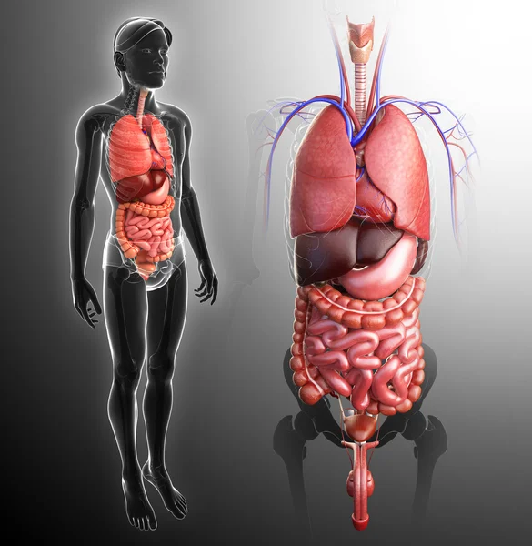 Digestive system of male body — Stock Photo, Image