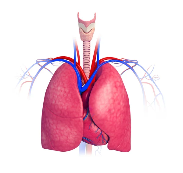 Anatomie van de mannelijke longen — Stockfoto