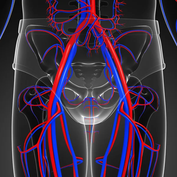 Sistema circulatório da cintura pélvica — Fotografia de Stock