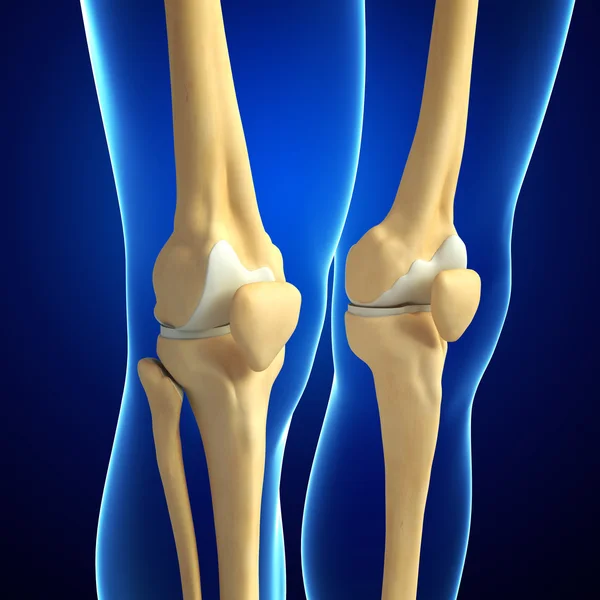 Human knee artwork — Stock Photo, Image