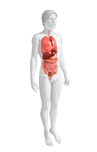 Sistema digestivo do corpo masculino — Fotografia de Stock