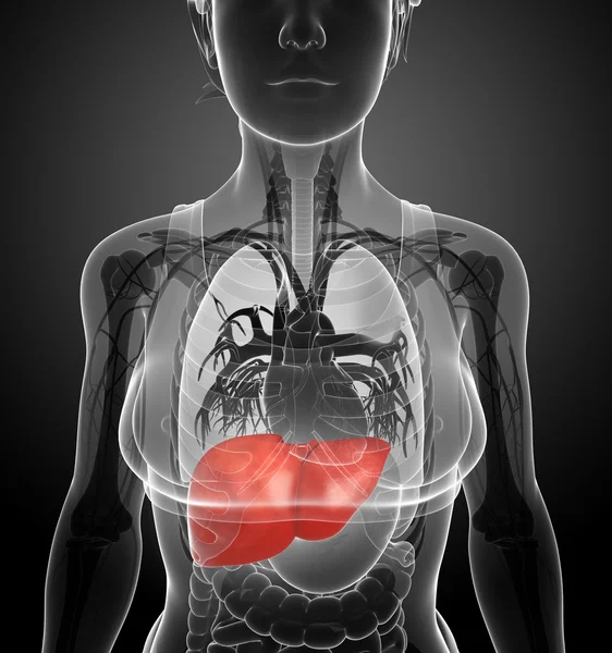 Female liver anatomy — Stock Photo, Image