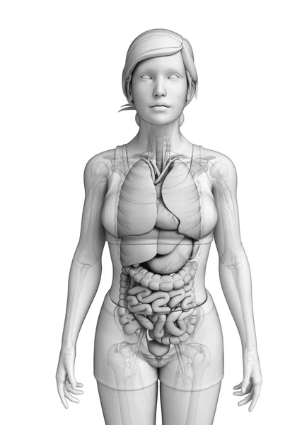 Układ pokarmowy kobiecej anatomii — Zdjęcie stockowe