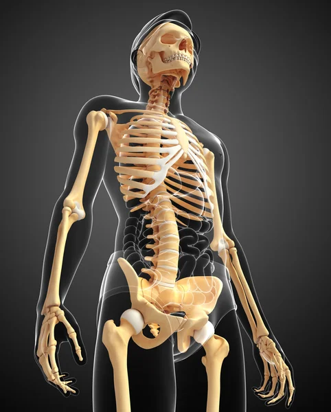 Emberi csontváz oldalnézete — Stock Fotó