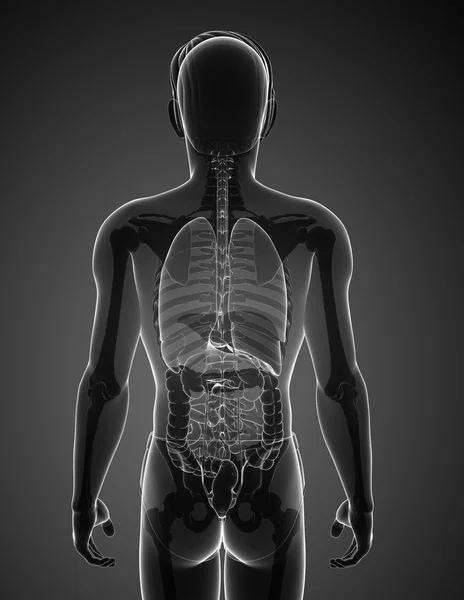 Xray digestive system of male body artwork — Stock Photo, Image