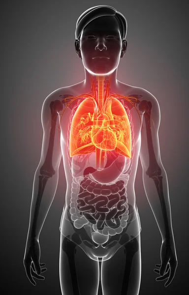 Anatomie van de mannelijke longen — Stockfoto