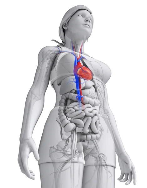 Female heart anatomy — Stock Image Female heart anatomy Royalty Free Stock Photos